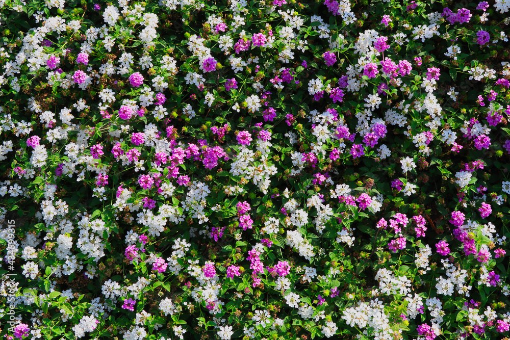Fototapeta premium Little Flowers, CA, USA