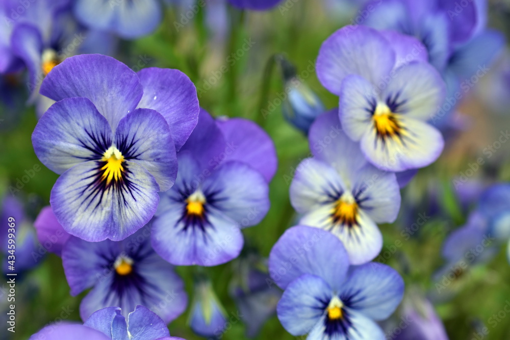 Blaue Hornveilchen in einem Beet