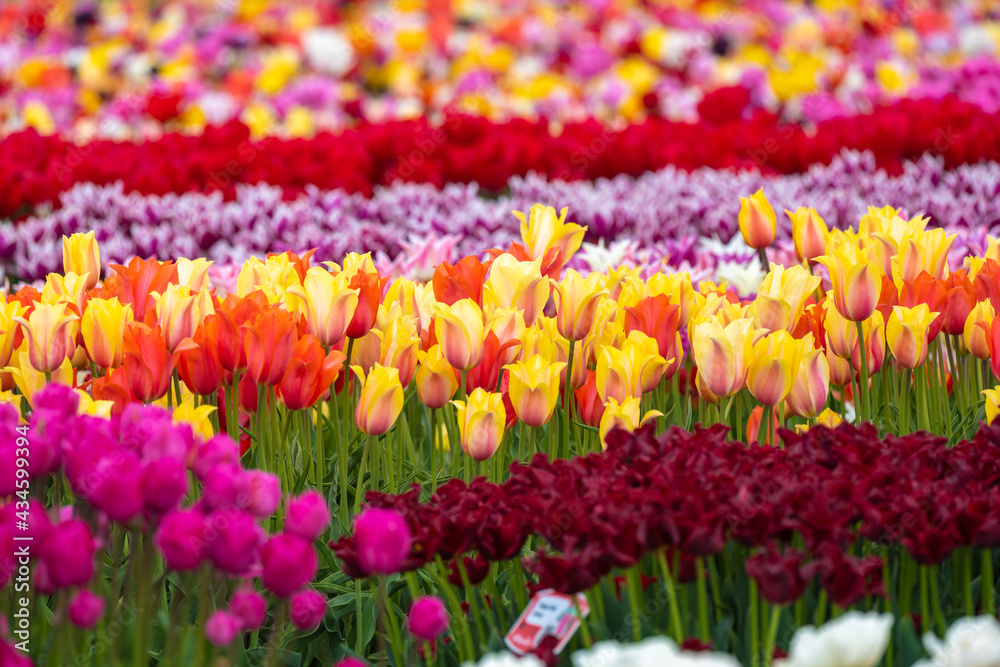 Tulip - Tulip fields - Tulips holland - Tulip netherlands - tulips