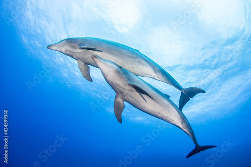 Couple of dolphins