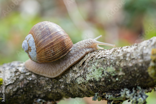 Burgundy snail (Helix pomatia) crawling on branch in forest