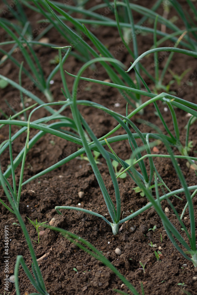 Organically grown onions with chives in the soil. Organic farming. Organically grown onions with chives in the soil. Organic farming.