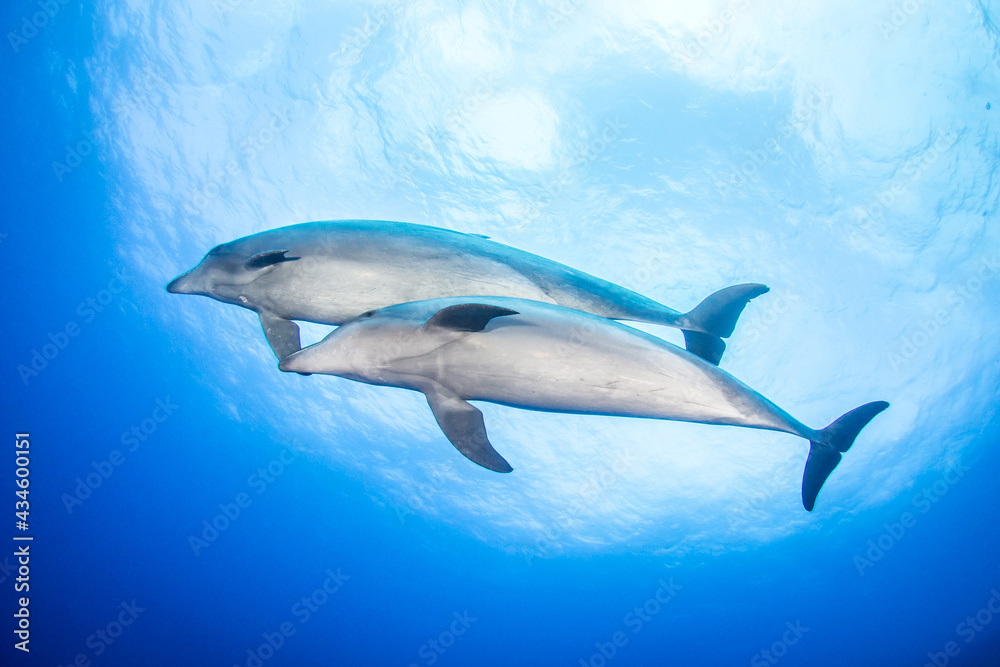 Fototapeta premium Couple of dolphins