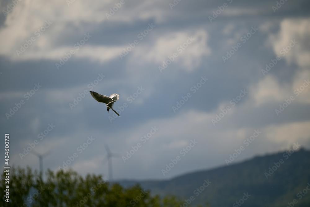 Fototapeta premium Bald gull in the wild
