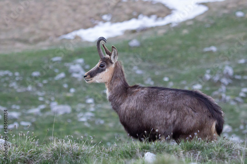 Camoscio sul monte Grappa, Italia photo