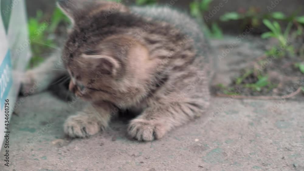 homeless kittens. The kittens are lying on the green lawn and play. 4k homeless kittens. The kittens are lying on the green lawn and play. 4k