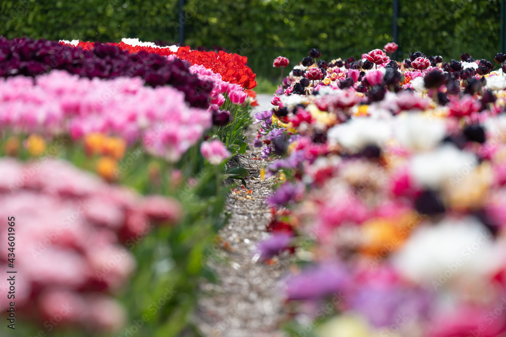 Obraz premium Tulip - Tulip fields - Tulips holland - Tulip netherlands - tulips