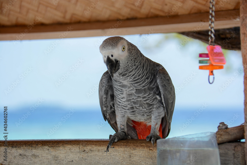Obraz premium grey parrot