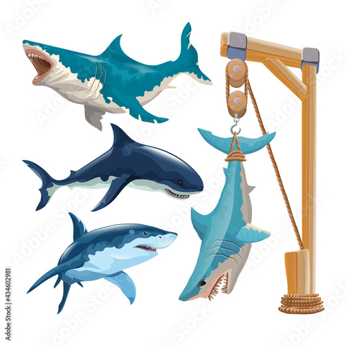 Set of different sharks in vector. Several sharks in motion and different colors and a shark hanging on a hook. Izolated on on a white background