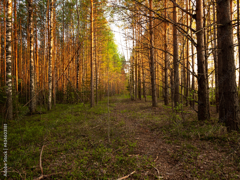 Obraz premium sunset in the forest