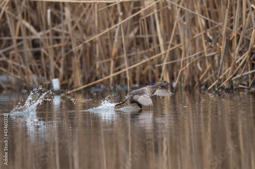 Little grebe runs on water © Anton