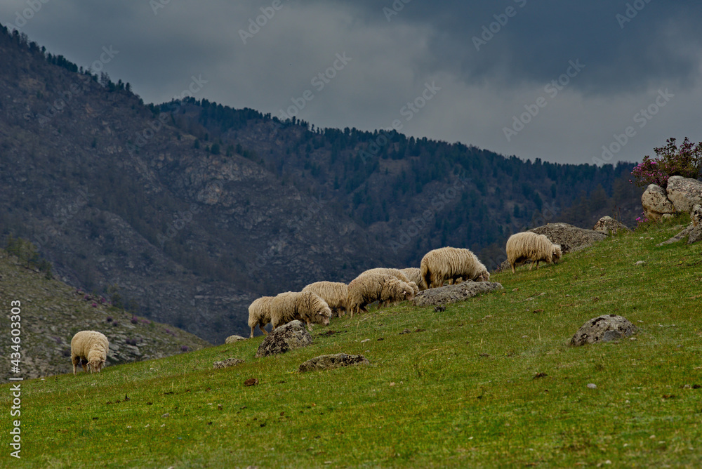 Russia. South of Western Siberia. Altai. A small flock of sheep graze peacefully on a steep mountain slope surrounded by huge stones and flowering rhododendron.