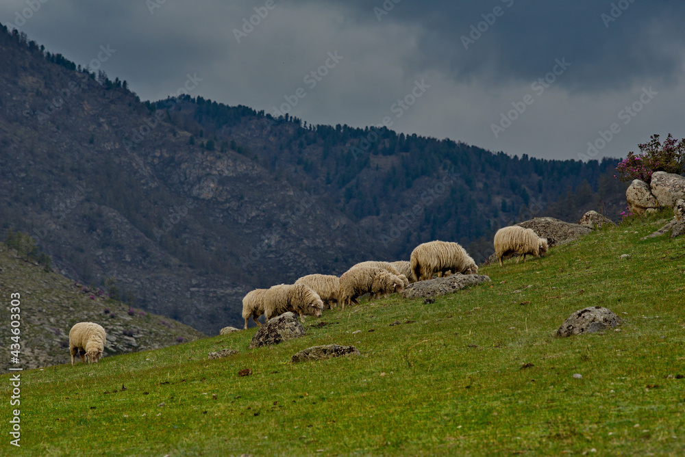 Fototapeta premium Russia. South of Western Siberia. Altai. A small flock of sheep graze peacefully on a steep mountain slope surrounded by huge stones and flowering rhododendron.