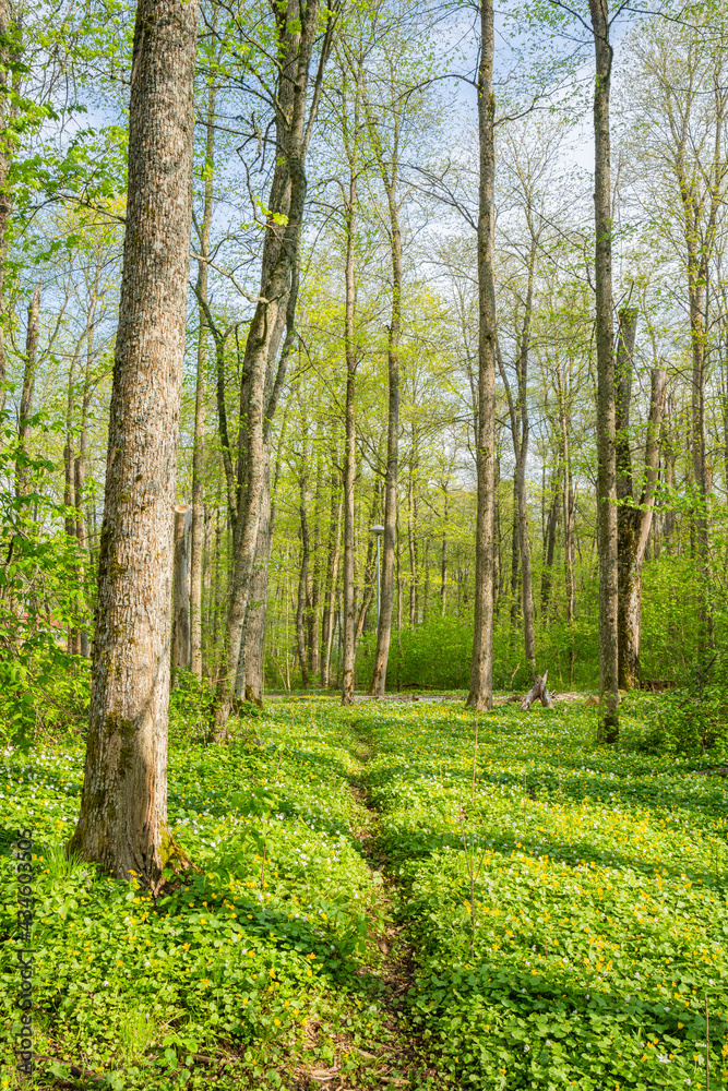 Naklejka premium View of the walking path in spring, Ramsholmen island, Tammisaari, Finland