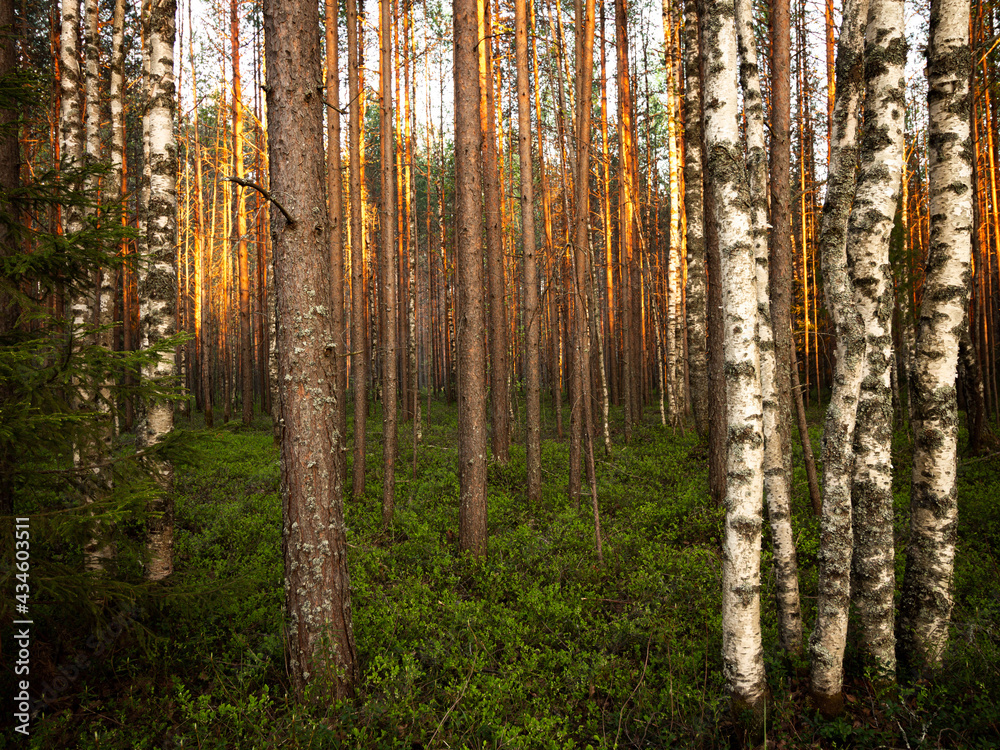 Obraz premium forest in spring