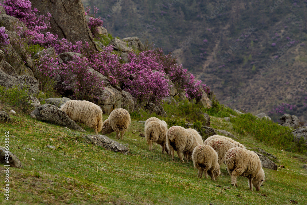 Fototapeta premium Russia. South of Western Siberia. Altai. A small flock of sheep graze peacefully on a steep mountain slope surrounded by huge stones and flowering rhododendron.