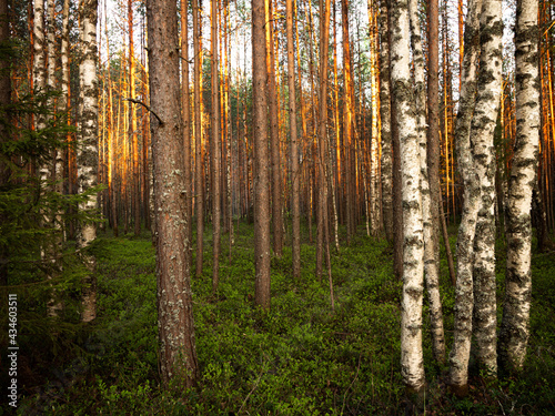 forest in spring