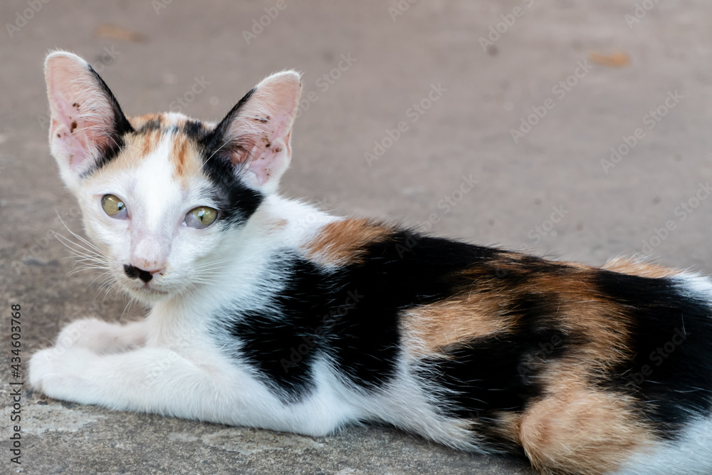 Beautiful tricolor cats that are pets as pets.