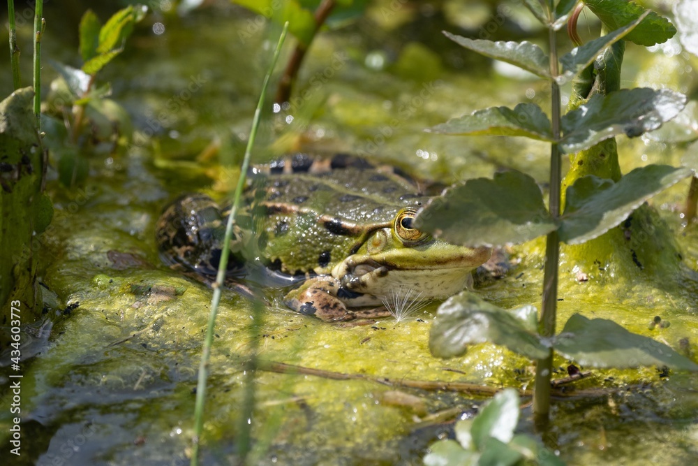 frog - portrait of frog - green frog - nature frog frog - portrait of frog - green frog - nature frog