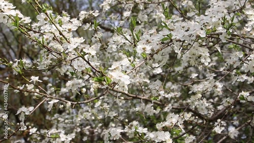 Blooming cherry tree in early spring day. Cherry tree blooming and swaying in the wind on a spring day. Cherry tree with white flowers