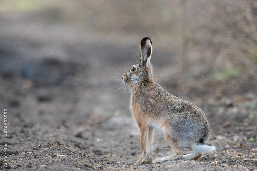 Fototapeta premium Hare on a road