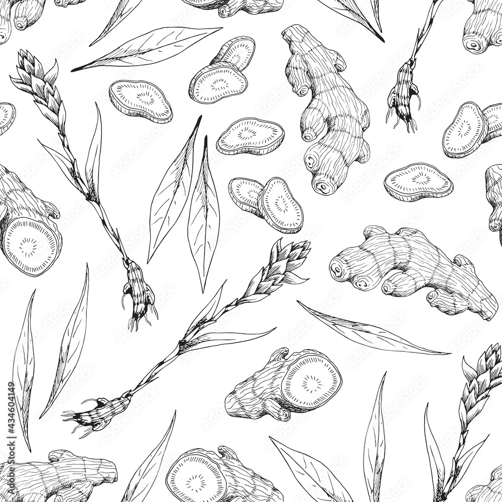 Ginger root. Asian Chinese traditional medicine. Herb. Whole plant, cuted root, sliced pieces, dry powder, flower, leaves. Spicy condiment. Seamless background with pattern. Hand-drawn ink sketch.
