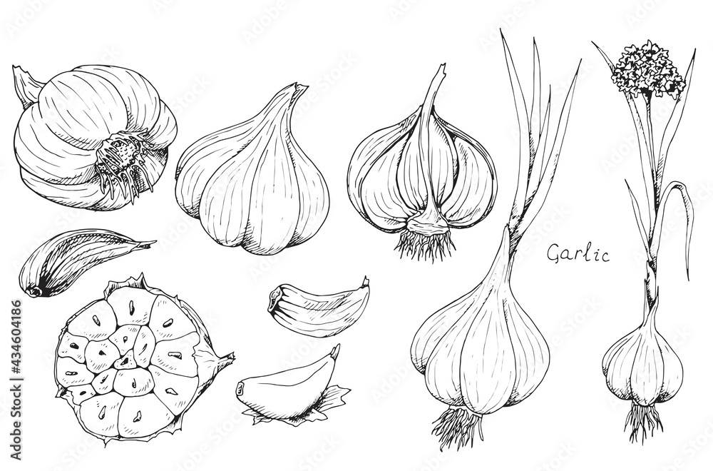 Head of garlic. Traditional medicine. Herb. Whole plant, fresh root
