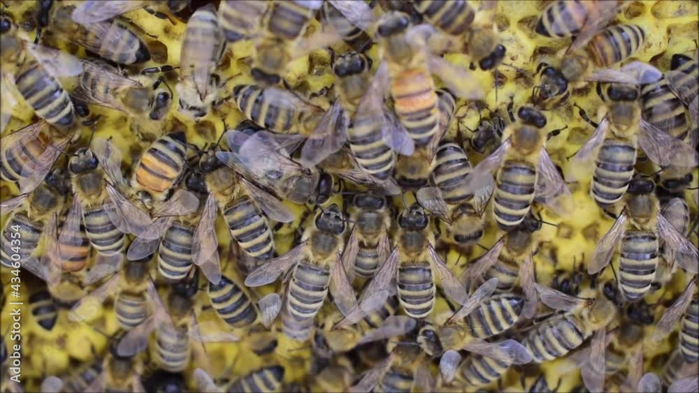 Viele Bienen bei der Brutpflege auf Wabe mit verdeckelter Brut Viele Bienen bei der Brutpflege auf Wabe mit verdeckelter Brut