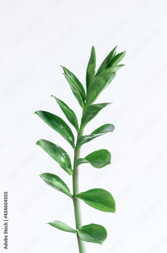 Green branch zamioculcas white background leaf leaves