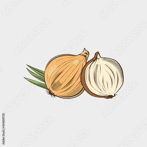 Onion vegetables Vector