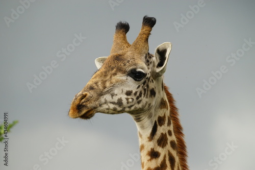 Photography Giraffe