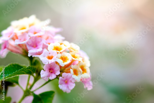 Group of flower blooming in garden with selective focus beauty background