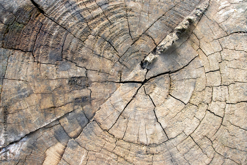 Fototapeta premium Old tree stump with rings of life and traces from the saw cut of an old tree
