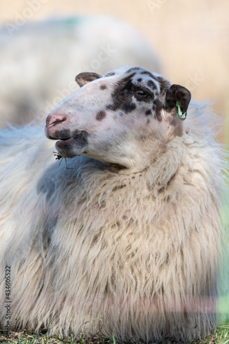 sheep - sheep portrait - brown sheep - white sheep