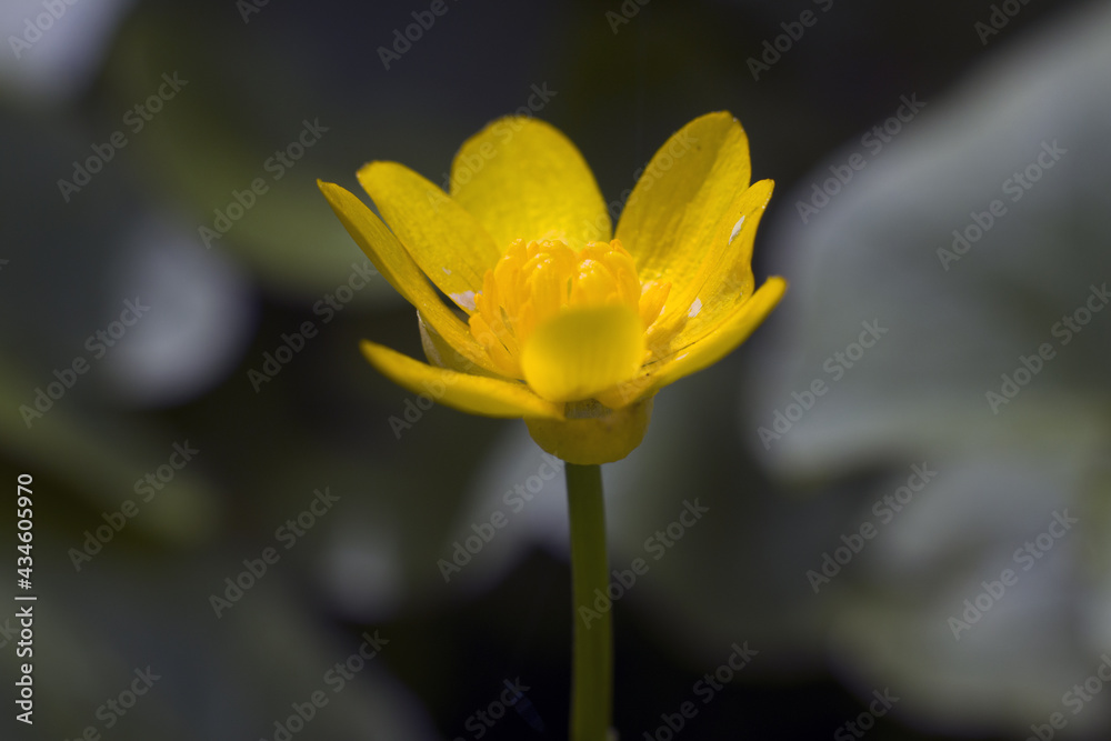 spider on a branch in a macro shot. Ranúnculus spider on a branch in a macro shot. Ranúnculus