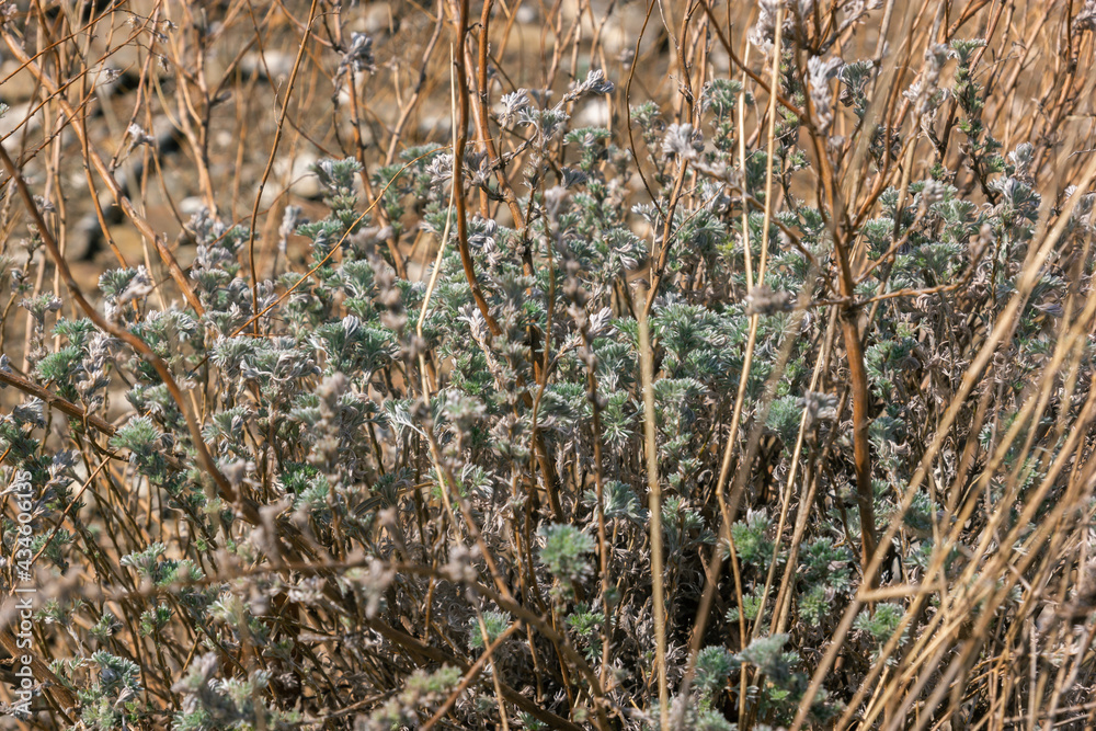 Green desert shrub among dry branches Green desert shrub among dry branches