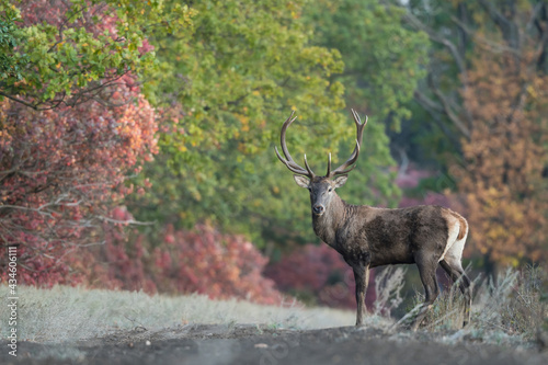 deer in the woods