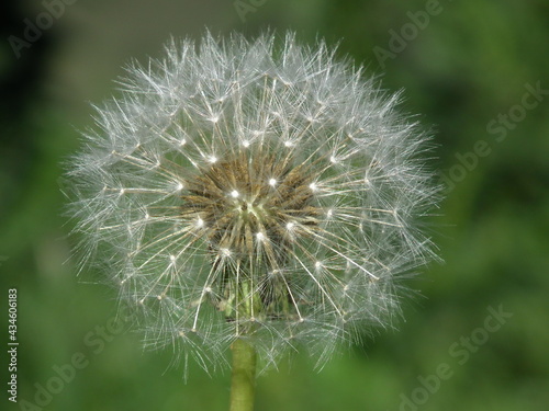 dmuchawiec  Taraxacum officinale   mniszek lekarski.