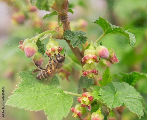A bee on a blooming currant branch. A budding currant bush. Bee close-up on a branch. Blooming in spring.