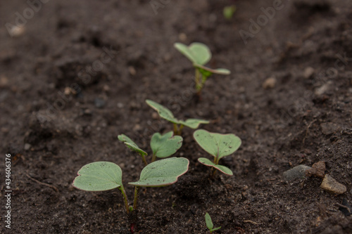 Radish sprouts sprang up in the ground. A bed of young radishes grows in the garden. Radish leaves.