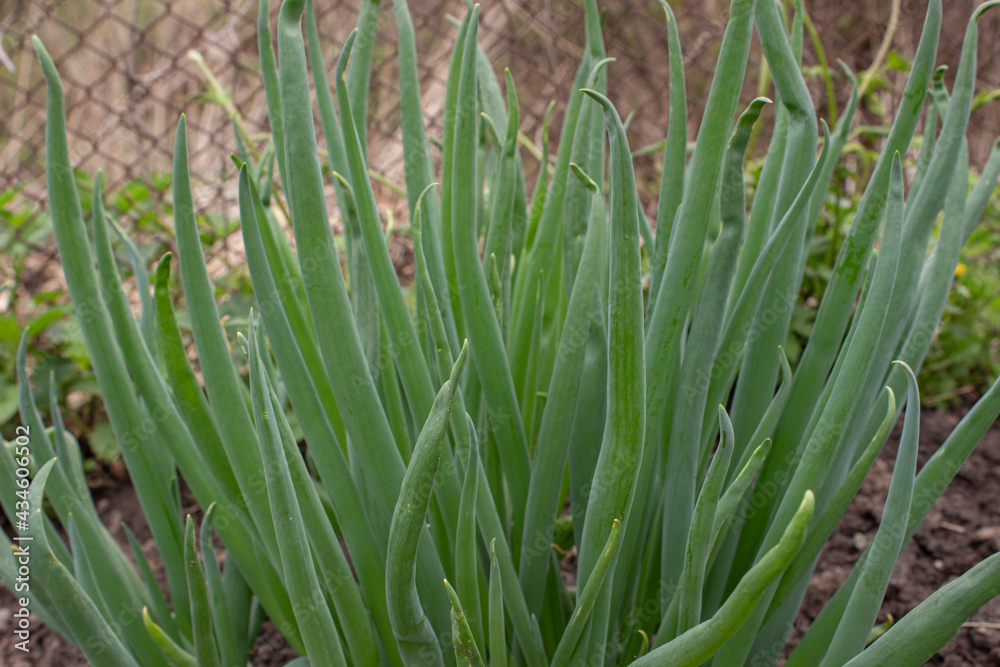 Fototapeta premium A bunch of green onions in the garden