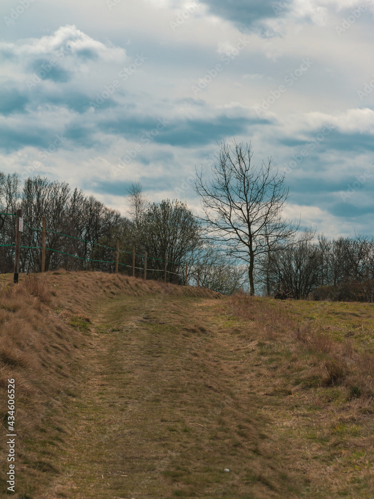 A dirt road with a tree in the distance