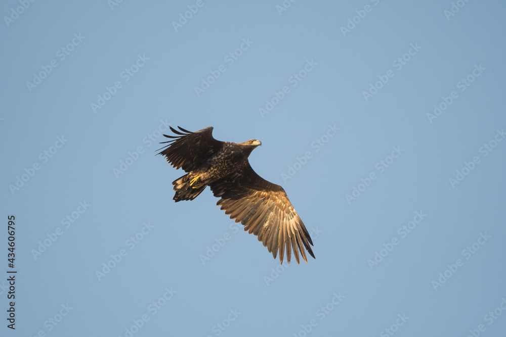 Obraz premium White-tailed eagle in flight
