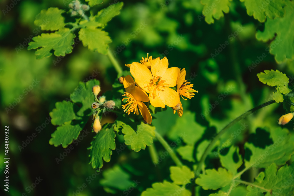 Medicinal plant celandine. Treatment with folk methods. Treatment of skin diseases with herbs. Celandine juice. Yellow flowers. Health care. Medicinal plant celandine. Treatment with folk methods. Treatment of skin diseases with herbs. Celandine juice. Yellow flowers. Health care.