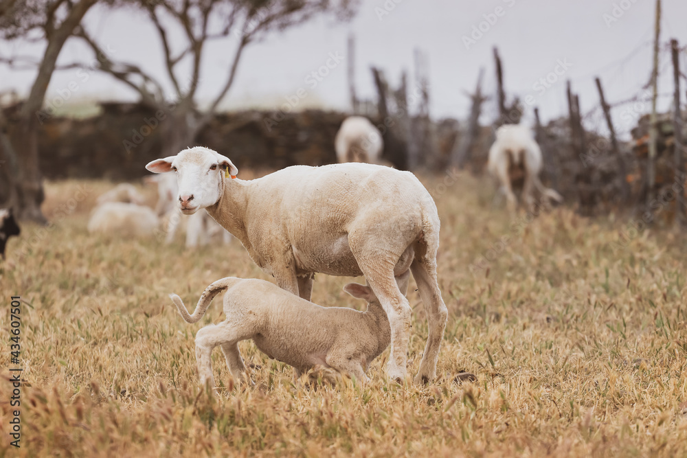 Sheep with baby in a field