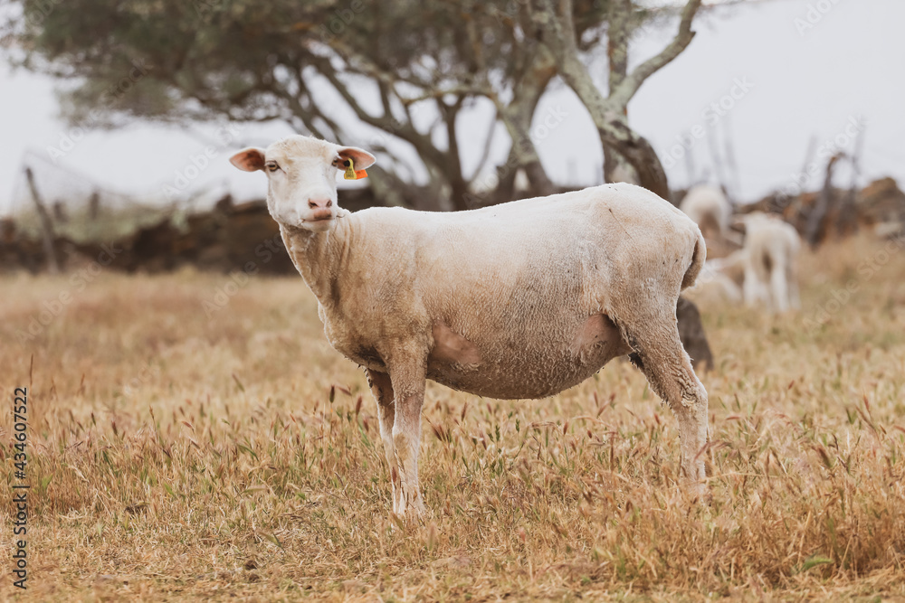 Obraz premium Sheep in a field