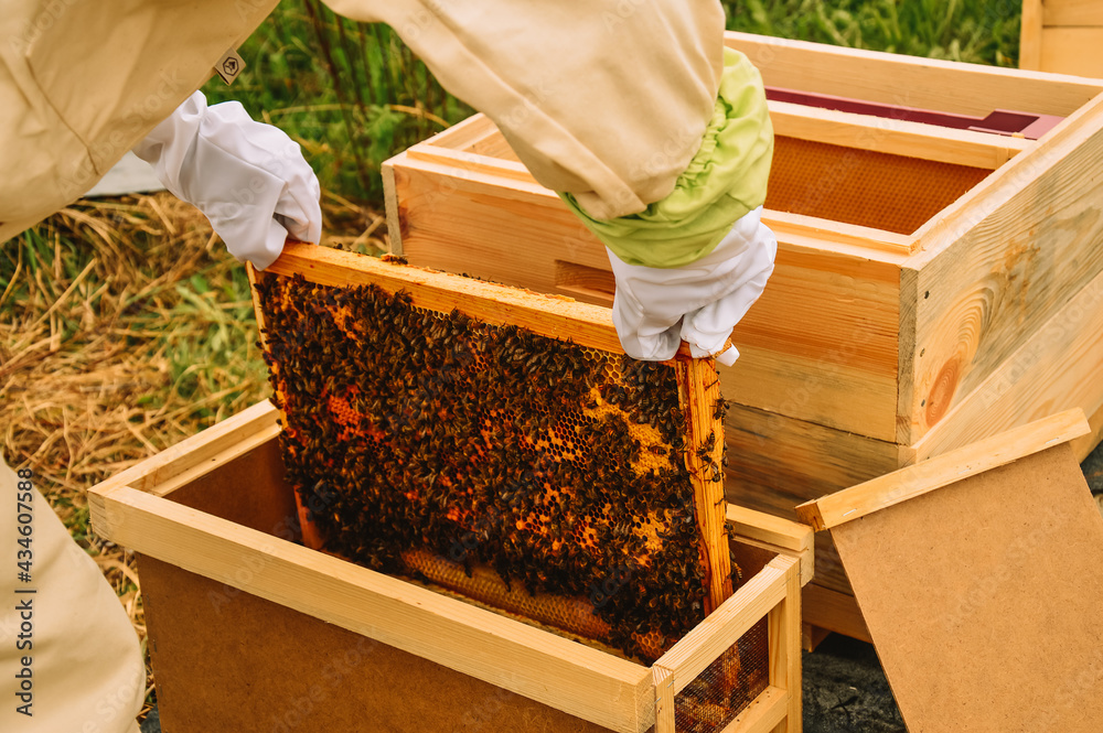 A beekeeper in protective gear takes out a frame with bees and honey from a bee bag. Transfer of bees to the hive. Inspection of hives. Pumping out honey. Beekeeping in nature. A beekeeper in protective gear takes out a frame with bees and honey from a bee bag. Transfer of bees to the hive. Inspection of hives. Pumping out honey. Beekeeping in nature.