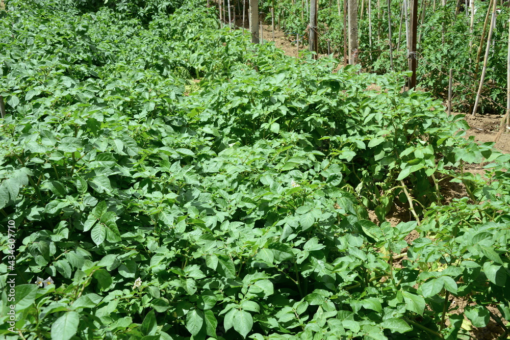 The potato plant consists of a superficial part and an underground part. The potato is underground and the stem with the leaves emerge from the ground.
The potato plant consists of a superficial part and an underground part. The potato is underground and the stem with the leaves emerge from the ground.