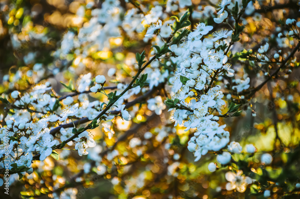 A blooming cherry plum tree in the sun. Spring background. Postcard. Lots of white flowers. Garden. Cherry plum flowers. Honeybee. A blooming cherry plum tree in the sun. Spring background. Postcard. Lots of white flowers. Garden. Cherry plum flowers. Honeybee.