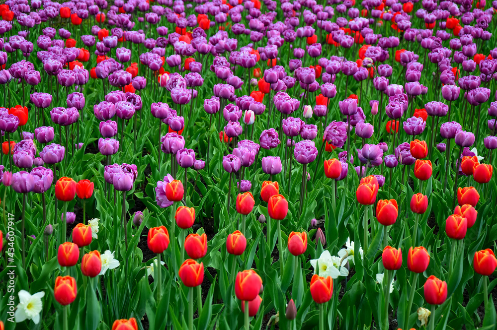 Lots of red and purple tulips. A large flower bed. Beautiful spring greeting card.